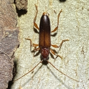 Callidiopis praecox at Jerrabomberra, NSW - 15 Jan 2022