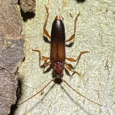 Callidiopis praecox (A longhorn beetle) at QPRC LGA - 15 Jan 2022 by Steve_Bok