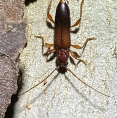 Callidiopis praecox at Jerrabomberra, NSW - 15 Jan 2022 08:46 PM