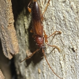 Callidiopis praecox at Jerrabomberra, NSW - 15 Jan 2022 08:46 PM