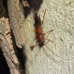 Callidiopis praecox at Jerrabomberra, NSW - 15 Jan 2022