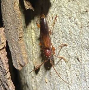 Callidiopis praecox at Jerrabomberra, NSW - 15 Jan 2022