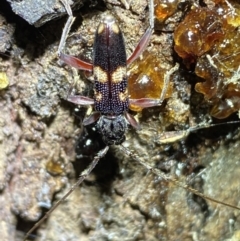 Phoracantha punctata (Longhorn beetle) at Jerrabomberra, NSW - 15 Jan 2022 by Steve_Bok