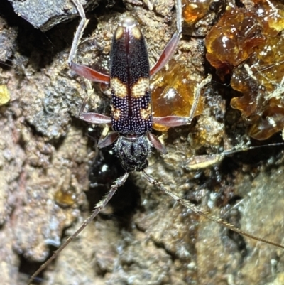 Phoracantha punctata (Longhorn beetle) at QPRC LGA - 15 Jan 2022 by Steve_Bok