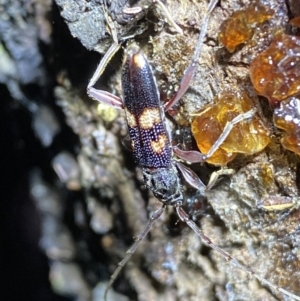 Phoracantha punctata at Jerrabomberra, NSW - 15 Jan 2022 08:44 PM