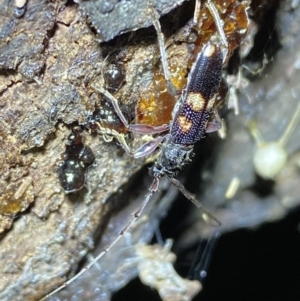 Phoracantha punctata at Jerrabomberra, NSW - 15 Jan 2022 08:44 PM