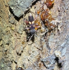 Phoracantha punctata at Jerrabomberra, NSW - 15 Jan 2022 08:44 PM