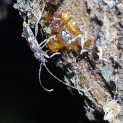 Phoracantha punctata at Jerrabomberra, NSW - 15 Jan 2022