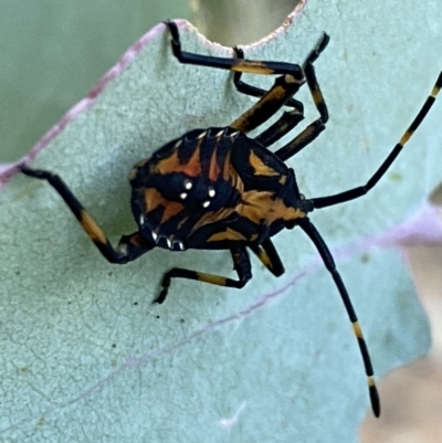 Amorbus (genus) (Eucalyptus Tip bug) at Googong, NSW - 15 Jan 2022 by SteveBorkowskis