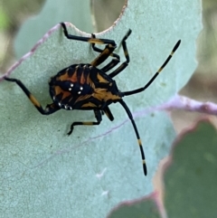 Amorbus (genus) at Googong, NSW - 15 Jan 2022 07:40 PM