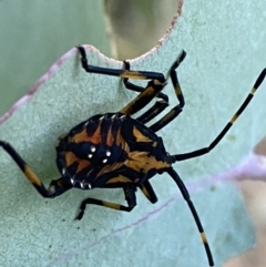 Amorbus (genus) at Googong, NSW - 15 Jan 2022 07:40 PM