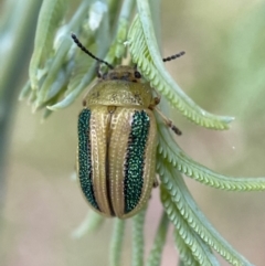 Calomela vittata (Acacia leaf beetle) at QPRC LGA - 15 Jan 2022 by Steve_Bok