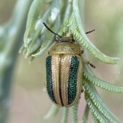 Calomela vittata at Jerrabomberra, NSW - 15 Jan 2022