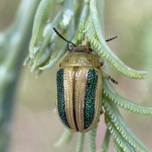 Calomela vittata at Jerrabomberra, NSW - 15 Jan 2022 07:19 PM