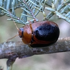 Dicranosterna immaculata (Acacia leaf beetle) at Jerrabomberra, NSW - 15 Jan 2022 by Steve_Bok