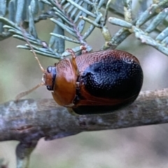 Dicranosterna immaculata (Acacia leaf beetle) at Jerrabomberra, NSW - 15 Jan 2022 by SteveBorkowskis