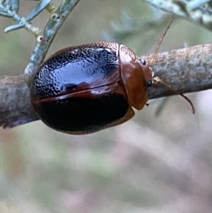 Dicranosterna immaculata at Jerrabomberra, NSW - 15 Jan 2022