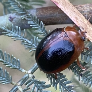 Dicranosterna immaculata at Jerrabomberra, NSW - 15 Jan 2022