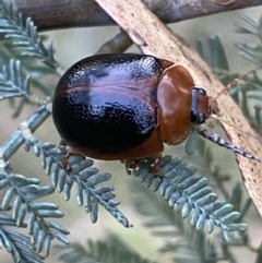 Dicranosterna immaculata at Jerrabomberra, NSW - 15 Jan 2022