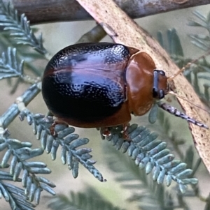 Dicranosterna immaculata at Jerrabomberra, NSW - 15 Jan 2022 07:48 PM