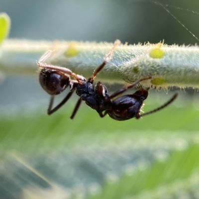 Notoncus capitatus (An epaulet ant) at Jerrabomberra, NSW - 15 Jan 2022 by Steve_Bok