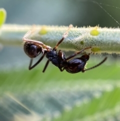 Notoncus capitatus (An epaulet ant) at Jerrabomberra, NSW - 15 Jan 2022 by Steve_Bok