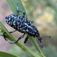 Chrysolopus spectabilis (Botany Bay Weevil) at Jerrabomberra, NSW - 15 Jan 2022 by Steve_Bok