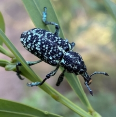 Chrysolopus spectabilis at Jerrabomberra, NSW - 15 Jan 2022