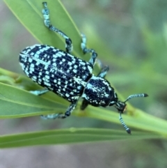 Chrysolopus spectabilis at Jerrabomberra, NSW - 15 Jan 2022