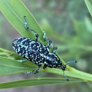 Chrysolopus spectabilis at Jerrabomberra, NSW - 15 Jan 2022