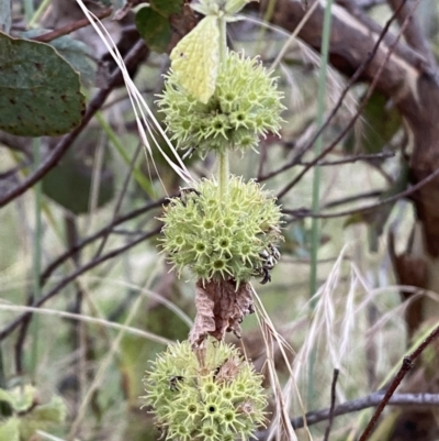 Marrubium vulgare (Horehound) at Jerrabomberra, NSW - 15 Jan 2022 by SteveBorkowskis