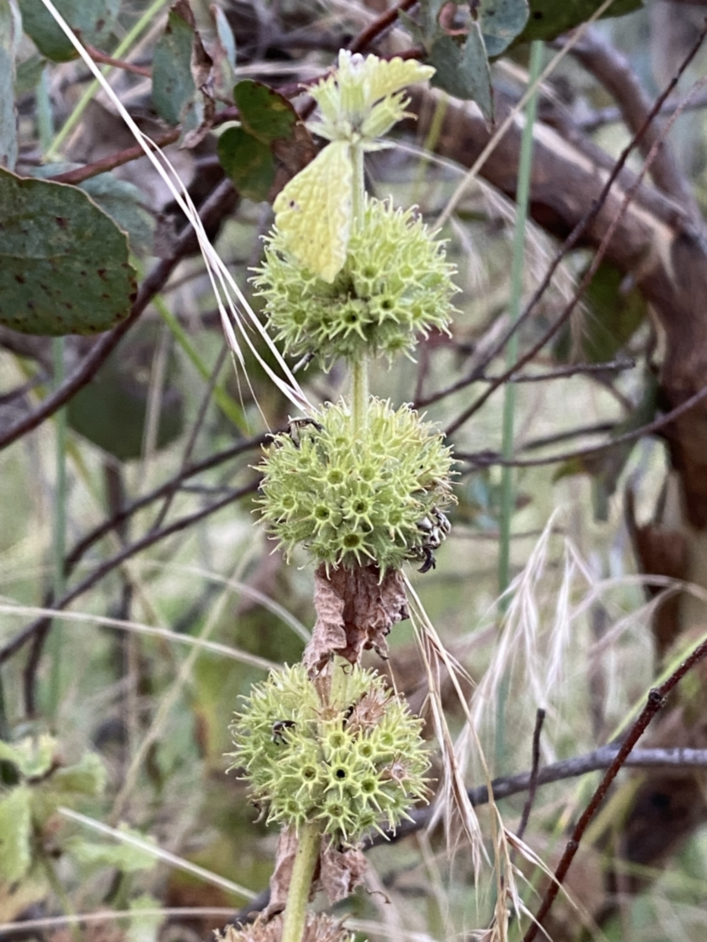 Marrubium vulgare at Jerrabomberra, NSW - 15 Jan 2022