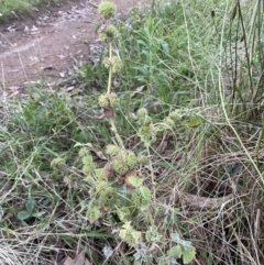 Marrubium vulgare at Jerrabomberra, NSW - 15 Jan 2022