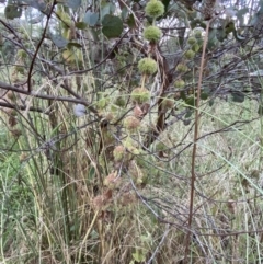 Marrubium vulgare at Jerrabomberra, NSW - 15 Jan 2022