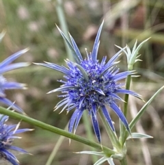 Eryngium ovinum (Blue Devil) at Googong, NSW - 15 Jan 2022 by SteveBorkowskis