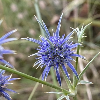 Eryngium ovinum (Blue Devil) at Googong, NSW - 15 Jan 2022 by SteveBorkowskis