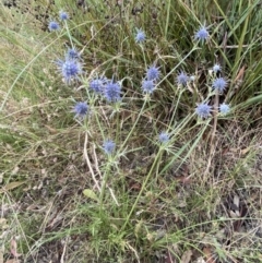 Eryngium ovinum at Googong, NSW - 15 Jan 2022 07:43 PM