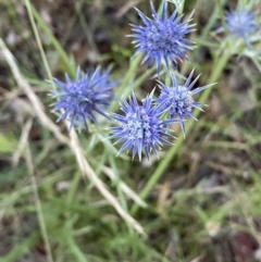 Eryngium ovinum at Googong, NSW - 15 Jan 2022 07:43 PM