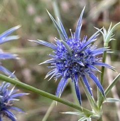 Eryngium ovinum at Googong, NSW - 15 Jan 2022 07:43 PM