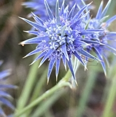 Eryngium ovinum at Googong, NSW - 15 Jan 2022 07:43 PM