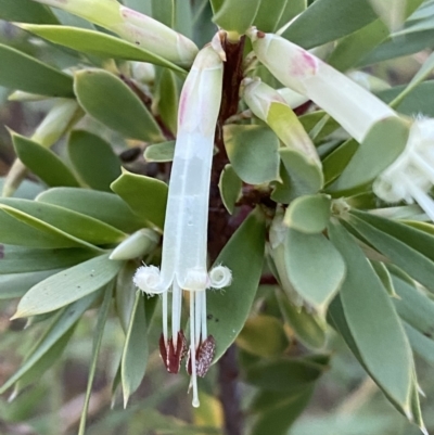Styphelia triflora (Five-corners) at Jerrabomberra, NSW - 15 Jan 2022 by Steve_Bok
