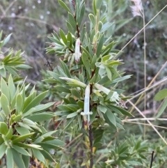 Styphelia triflora at Jerrabomberra, NSW - 15 Jan 2022 08:07 PM