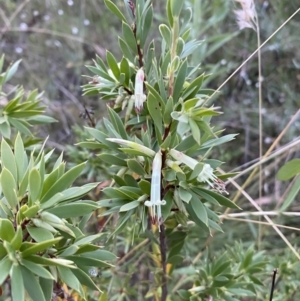Styphelia triflora at Jerrabomberra, NSW - 15 Jan 2022