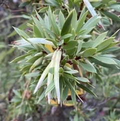 Styphelia triflora at Jerrabomberra, NSW - 15 Jan 2022