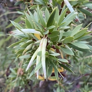 Styphelia triflora at Jerrabomberra, NSW - 15 Jan 2022 08:07 PM