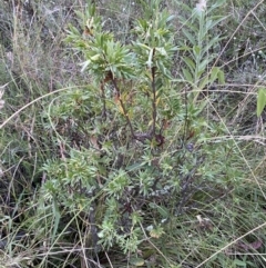 Styphelia triflora at Jerrabomberra, NSW - 15 Jan 2022