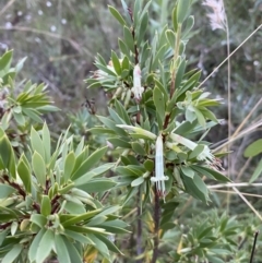 Styphelia triflora at Jerrabomberra, NSW - 15 Jan 2022 08:07 PM