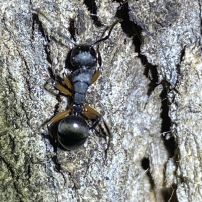 Polyrhachis femorata (A spiny ant) at Jerrabomberra, NSW - 15 Jan 2022 by SteveBorkowskis