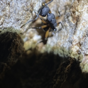 Polyrhachis femorata at Jerrabomberra, NSW - 15 Jan 2022