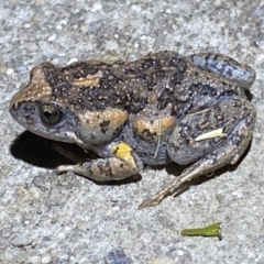 Uperoleia laevigata (Smooth Toadlet) at QPRC LGA - 15 Jan 2022 by Steve_Bok